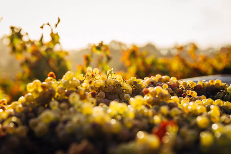 Barossa Valley Wine Grapes Sunset wedding honeymoon destinations