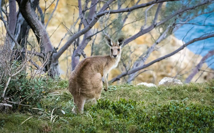 Kangaroo at Esperance the best wedding honeymoon destinations